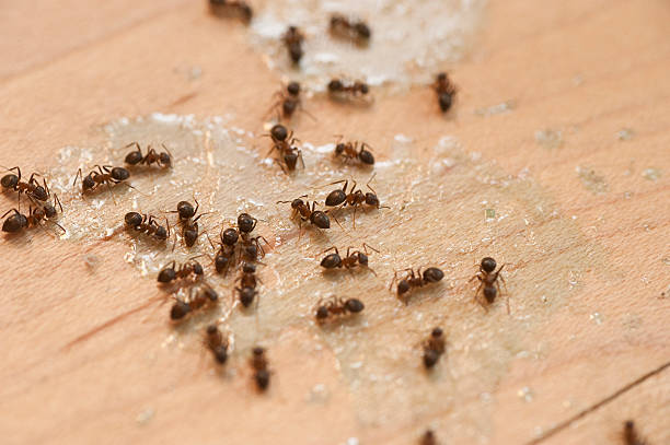 Best Mosquito Control Services  in Cannon Beach, OR